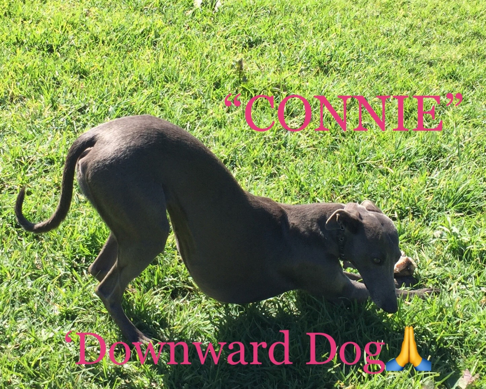 Image of Constellation (Connie)